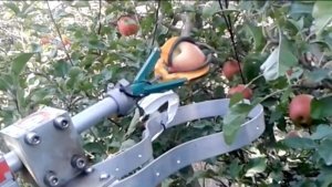 The FF Robotics system, which uses a three-pronged gripper for picking, is a fruit identification algorithm that “learns” in each orchard so that the harvester can adapt to the specific cultivar and canopy structure. (Courtesy FF Robotics)