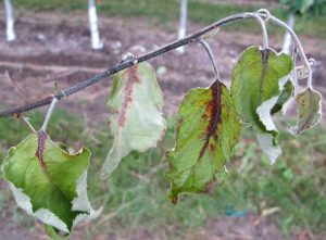 Fire blight infects this seventh-leaf Gala tree, causing leaf blackening, “shepherd’s crook” and spots of bacterial ooze that insects can spread to blossoms of other trees. (Courtesy Tianna Dupont/Washington State University)