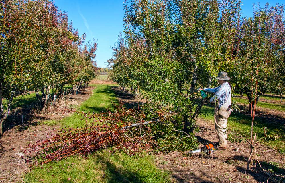 Jose Luis-Serna sprays chlorine disinfectant spray at the site of a cut he made to remove fire blight strikes from this Bartlet tree in Medford, Oregon, in October 2013. Several trees in this older block were hit hard and required heavy pruning and removal of infected plant material. (TJ Mullinax/Good Fruit Grower)
