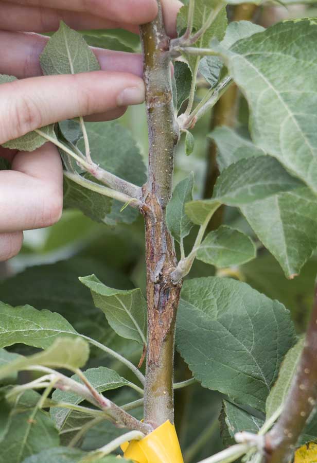 Taking the fight to fire blight – Good Fruit Grower