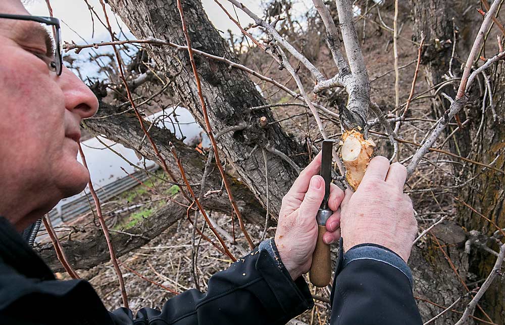 Mike Willett demonstrates how to use a custom fire blight knife for scraping blight from fruit trees in late March in Wapato, Washington. The scraper was designed to remove fire blight cankers from green wood, allowing the tree to heal. Blight knives were widely used to save trees in Oregon’s Rogue River Valley pear orchards beginning in the early 1900s. (TJ Mullinax/Good Fruit Grower)