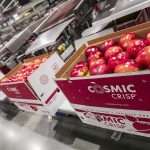 Boxes of Cosmic Crisp apples on a packing line in 2019.