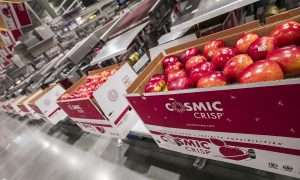 Boxes of Cosmic Crisp apples on a packing line in 2019.