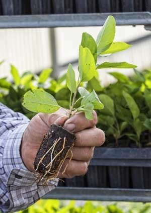 Young Geneva 41 rootstock propagated at Helios Nursery in McMinnville, Oregon, on September 15, 2016. (TJ Mullinax/Good Fruit Grower)