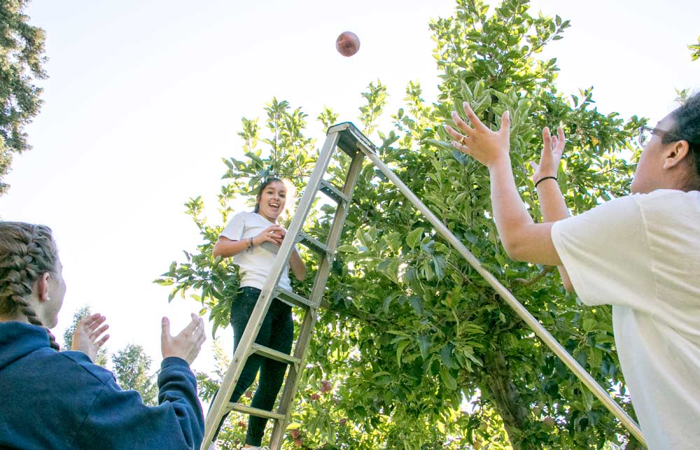 Destiney Lopez tosses apples to her LaSalle High School classmates Ellie Richardson, left, and Patience Goodin as the students harvest a Yakima, Washington, orchard’s crop of Red Delicious in September. The apples were bound for Northwest Harvest, a Washington state nonprofit food relief agency. <b>(Ross Courtney/Good Fruit Grower)</b>
