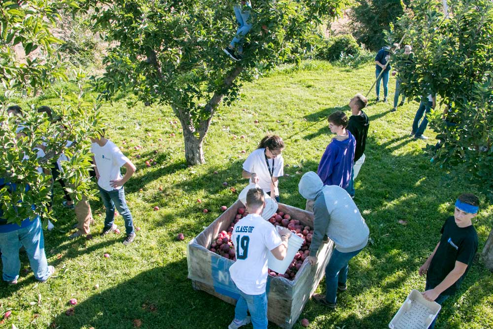 LaSalle High School students harvest Red Delicious apples for Northwest Harvest, a nonprofit food relief agency in September in a Yakima, Washington, orchard. <b>(Ross Courtney/Good Fruit Grower)</b>