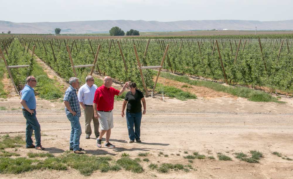 Fourth Leaf Fruit Co. staff members pitch custom packing services to grower Ed Webster, wearing red, at Webster’s Rothrock Farms north of Prosser, Washington, in June. Fourth Leaf, formerly Holtzinger Fruit, is one of the few packers in the nation that does not own its own orchards. <b>(Ross Courtney/Good Fruit Grower)</b>