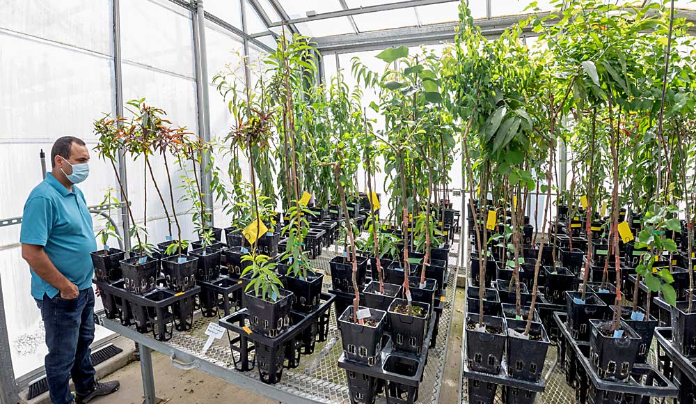 Foundation Plant Services has seen an increase in fruit tree introductions in recent years, director Maher Al Rwahnih said during a tour of FPS facilities in 2021. (TJ Mullinax/Good Fruit Grower)