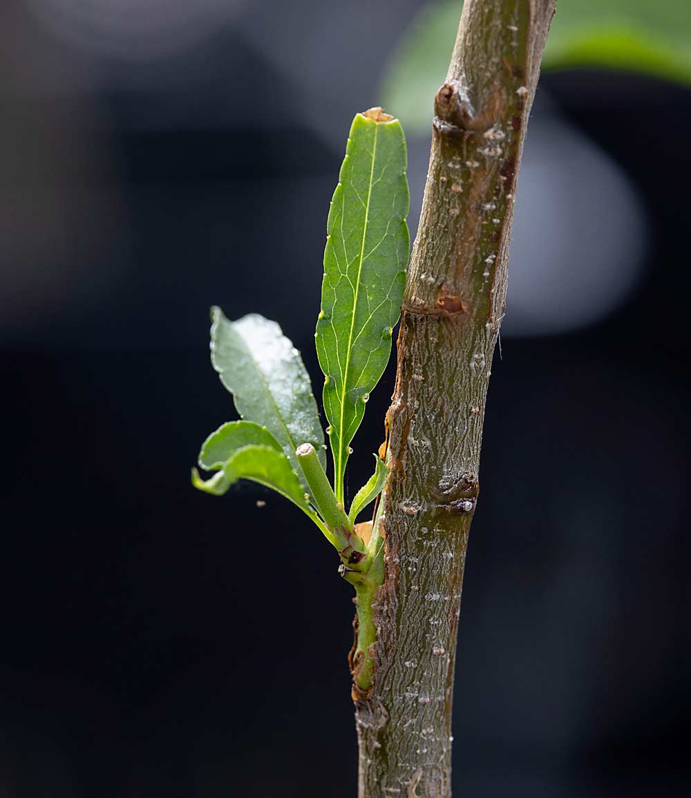 Bing cherry bud graft at the Foundation Plant Services facility at University of California, Davis, in 2021. (TJ Mullinax/Good Fruit Grower)