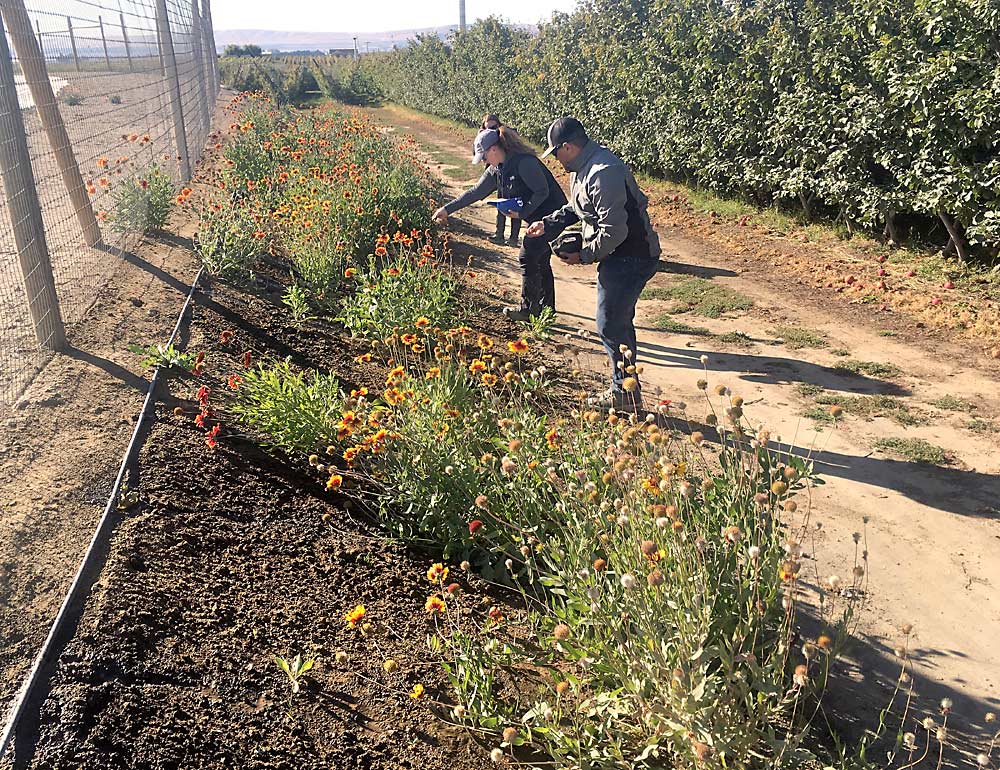 Zirkle Fruit Co.’s Teah Smith and Jose Morfin spread native seeds over a bare, raked area around a pond at the company’s ranch near Othello, Washington, last spring, with blanket flower already in bloom. (Courtesy Kitty Bolte/Xerces Society)