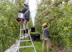 Fuji harvest in a Riveridge Produce V-trellis block in Grant, Michigan, October 2023. A Michigan State University cost-of-production study reported harvest makes up 36 percent of an average Michigan farm’s production costs. (Matt Milkovich/Good Fruit Grower)