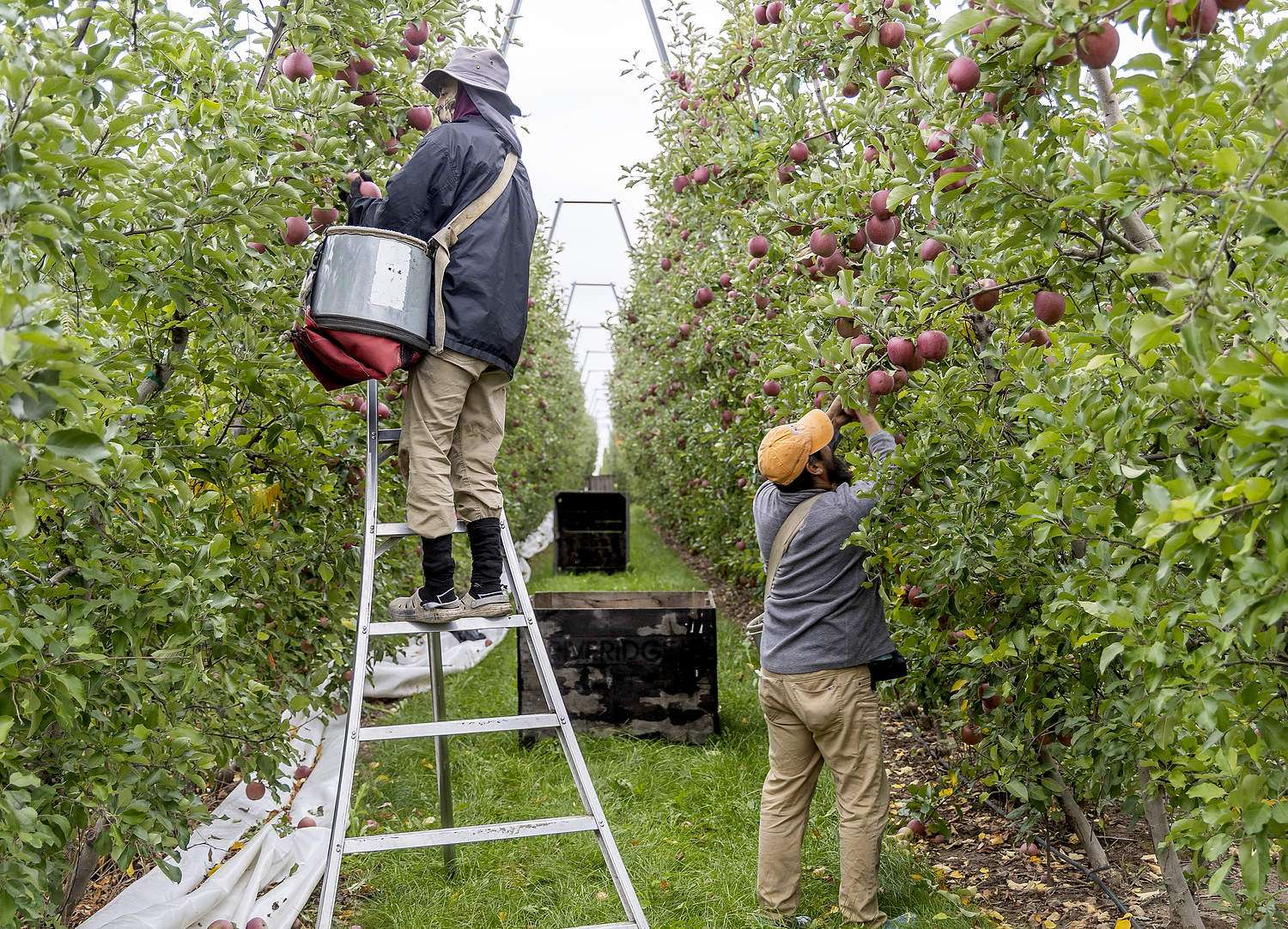 Fuji harvest in a Riveridge Produce V-trellis block in Grant, Michigan, October 2023. A Michigan State University cost-of-production study reported harvest makes up 36 percent of an average Michigan farm’s production costs. (Matt Milkovich/Good Fruit Grower)