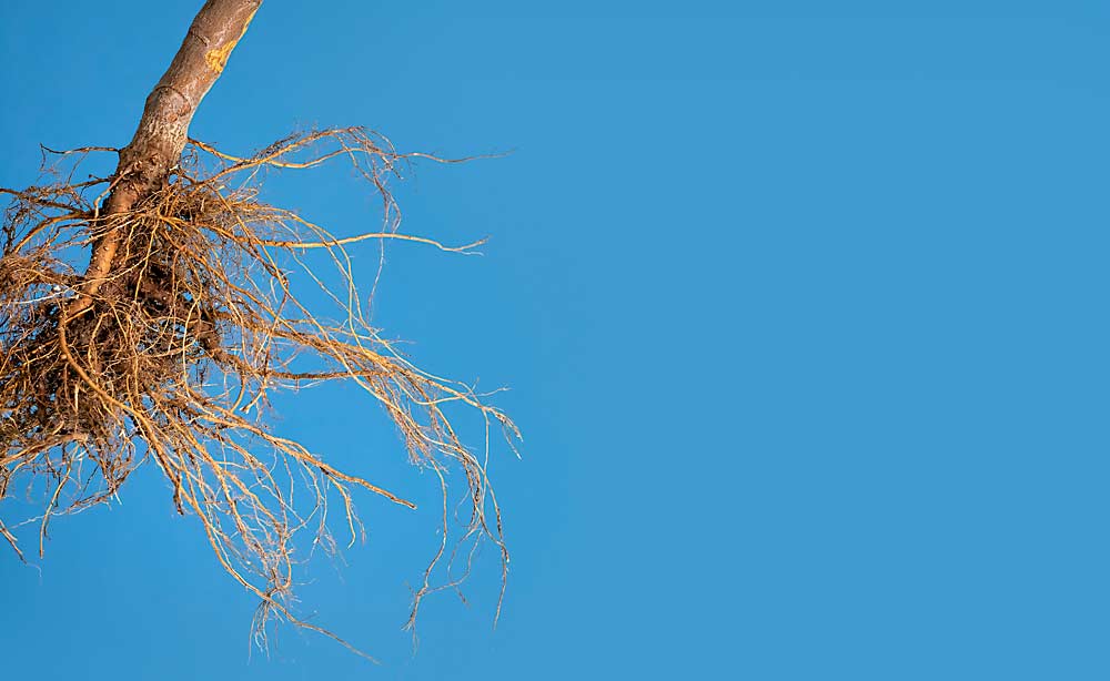 More than just roots. Geneva 41 rootstocks are desirable for precocity and fire blight resistance, but they’re also known to be brittle. With more rootstock options than ever, growers need resources to help them pick the right ones to plant. (TJ Mullinax/Good Fruit Grower photo illustration)