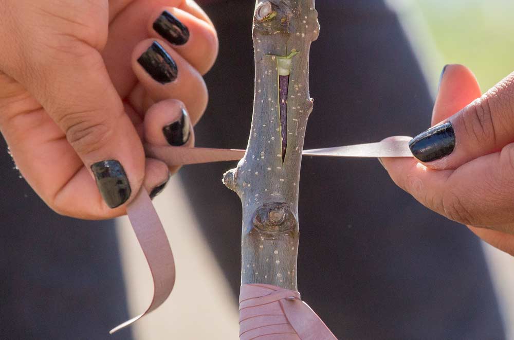 A bark chip infected with apple viruses is inserted into a T-graft cut in a healthy Geneva 935 rootstock, which is then wrapped to secure the graft. The trial, at Van Well Nursery in Wenatchee, Washington, is being done to figure out why some apple varieties fail after being grafted to G.935. <b> (TJ Mullinax/Good Fruit Grower)</b>