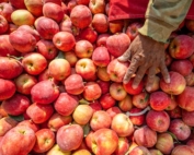 Organic apples from a fourth leaf Buckeye Gala planting is harvested from the New Royal Bluff Orchard in Royal City, Washington, on Wednesday, August 22, 2018. Gala is expected to overtake Red Delicious as the state's number 1 variety by volume this year. (TJ Mullinax/Good Fruit Grower)