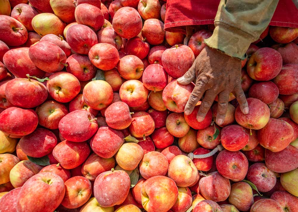 Organic apples from a fourth leaf Buckeye Gala planting is harvested from the New Royal Bluff Orchard in Royal City, Washington, on Wednesday, August 22, 2018. Gala is expected to overtake Red Delicious as the state's number 1 variety by volume this year. <b>(TJ Mullinax/Good Fruit Grower)</b>