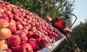 Juan Pablo Ramirez removes a bin of organic apples from a fourth leaf Buckeye Gala planting at the New Royal Bluff Orchard in Royal City, Washington, on Wednesday, August 22, 2018. Gala is expected to overtake Red Delicious as the state's number 1 variety by volume this year. (TJ Mullinax/Good Fruit Grower)