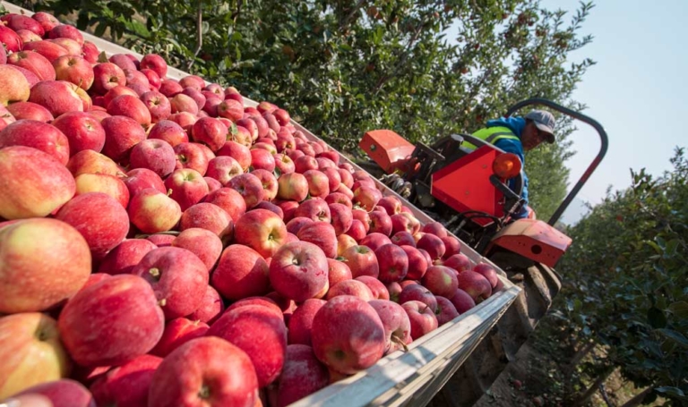 2018 Apple Harvest By The Numbers Good Fruit Grower