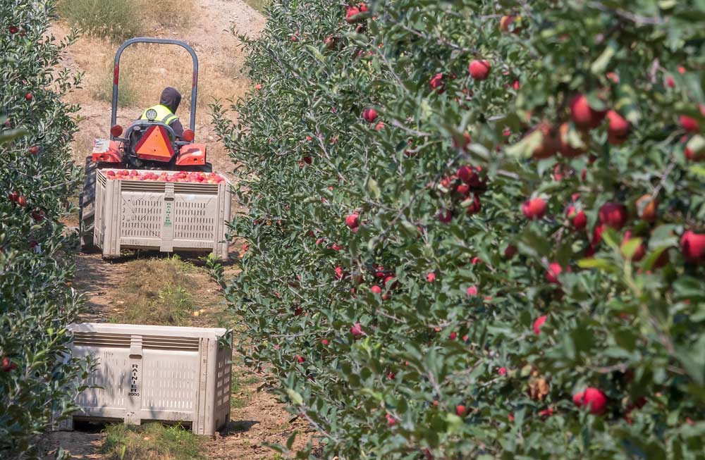 A bin of Buckeye Gala from the New Royal Bluff Orchard in Royal City, Washington, is pulled out of the tree row on Wednesday, August 22, 2018. Gala is expected to overtake Red Delicious as the state's number 1 variety by volume this year. (TJ Mullinax/Good Fruit Grower)