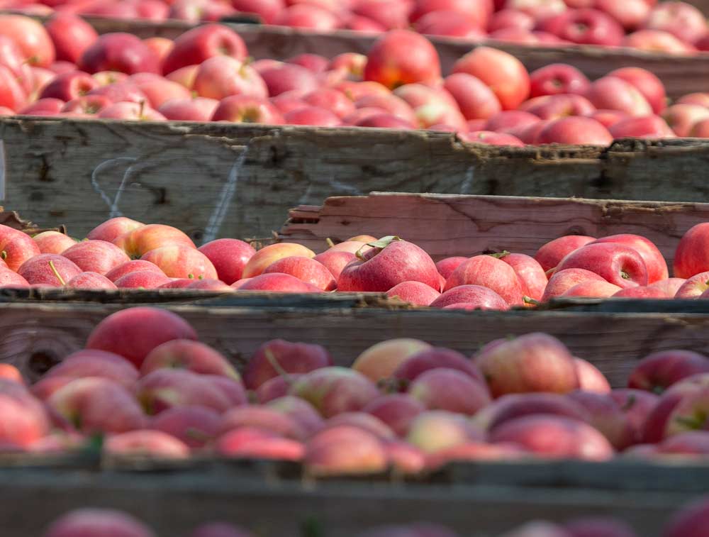 Gala apples harvested north of Wapato, Washington, in 2015. While Galas and Red Delicious together make up 30 percent of the Washington apple crop, they represent more than 65 percent of exported varieties over the last five years.<b> (TJ Mullinax/Good Fruit Grower file photo)</b>