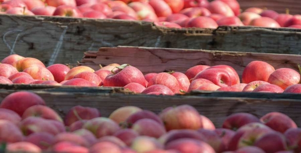 Gala apples from the 2015 season are harvested north of Wapato, Washington on August 13, 2015. Washington's applecrop was the third largest, coming in over 118 million boxes designated for fresh market. <b>(TJ Mullinax/Good Fruit Grower)</b>
