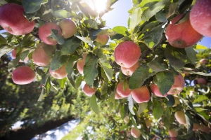 These Gala apples near Selah, Washington on August 20, 2015 will be part of the estimated XXX million harvested in the U.S. in 2015. The total size is expected to be lower than the record crop from 2014, which totaled more than 275 million bushels. (TJ Mullinax/Good Fruit Grower)