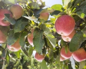 Gala near harvest north of Selah, Washington on August 20, 2015. (TJ Mullinax/Good Fruit Grower)