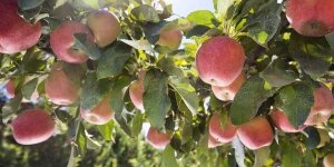 Gala near harvest north of Selah, Washington on August 20, 2015. (TJ Mullinax/Good Fruit Grower)