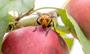 The Asian giant hornet is a honey bee predator that was first detected in North America in late 2019, along the Washington-British Columbia border. (Courtesy Karla Salp/Washington State Department of Agriculture)