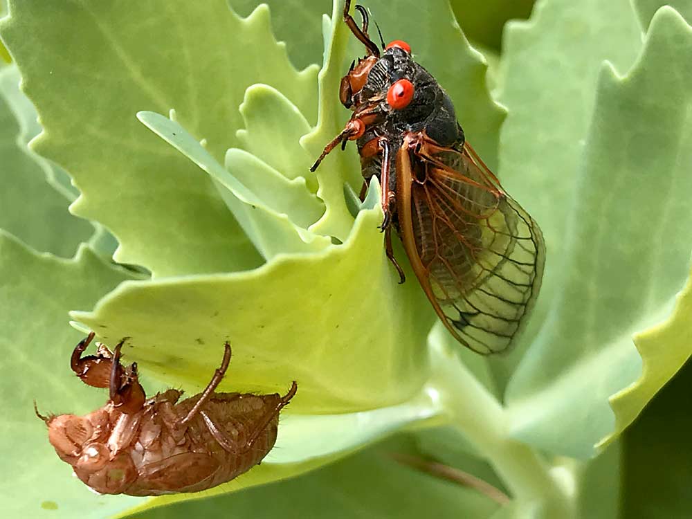 A newly molted “rogue” Brood X cicada in Maryland in June 2020. Some members of the brood “didn’t get the memo” and emerged a year early, said University of Maryland Extension specialist Stanton Gill. (Courtesy Stanton Gill, University of Maryland)