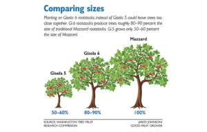 A comparison of tree sizes on Gisela 5, Gisela 6 and Mazzard rootstocks. Source: Washington Tree Fruit Research Commission, Illustration: Jared Johnson/Good Fruit Grower