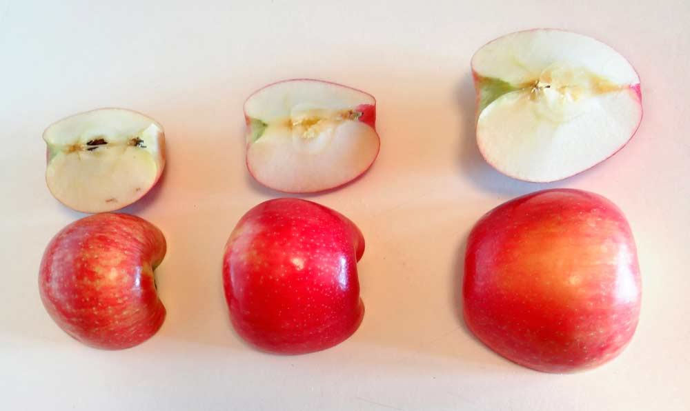 Most Honeycrisp purchased for this survey had a nice visual appearance, but flavor profiles varied immensely. <b>(Courtesy WTFRC)</b>