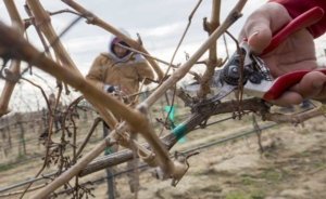 Vineyard managers are looking to reduce hand labor and increase mechanization in their fields. Some very specific tasks, like how Ignacio Silva is pruning Cabernet Sauvignon back to eight spurs per cordon, may be more difficult to mechanize. (TJ Mullinax/Good Fruit Grower)