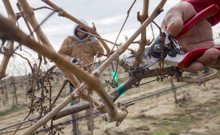 Vineyard managers are looking to reduce hand labor and increase mechanization in their fields. Some very specific tasks, like how Ignacio Silva is pruning Cabernet Sauvignon back to eight spurs per cordon, may be more difficult to mechanize. <b>(TJ Mullinax/Good Fruit Grower)</b>
