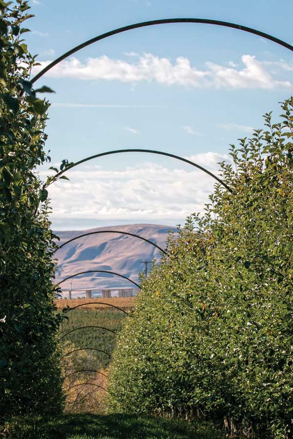 Oasis Farms uses an arched trellis system on several blocks in an effort to provide greater stability and cross support. <b>(TJ Mullinax/Good Fruit Grower)</b>