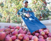 Alejandro Ibarra unloads a freshly picked bag during Oasis Farms’ apple harvest. A diversity of crops, including blueberries, hops, apples, and grapes, keeps workers busy harvesting from mid-June to early November. (TJ Mullinax/Good Fruit Grower)