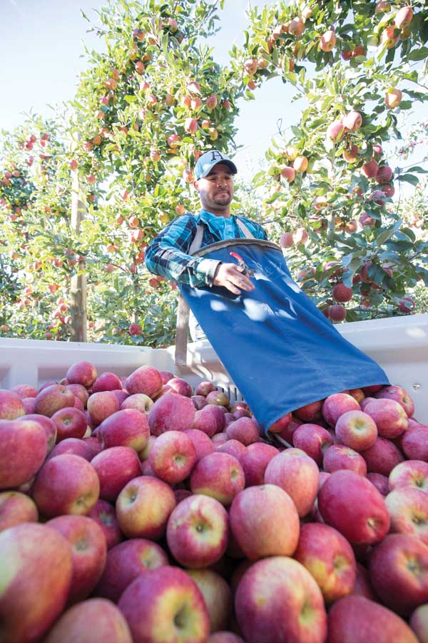 Alejandro Ibarra unloads a freshly picked bag during Oasis Farms’ apple harvest. A diversity of crops, including blueberries, hops, apples, and grapes, keeps workers busy harvesting from mid-June to early November. <b>(TJ Mullinax/Good Fruit Grower)</b>
