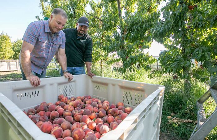 Answering The Opportunity: 2023 Good Fruit Growers Of The Year – Good ...