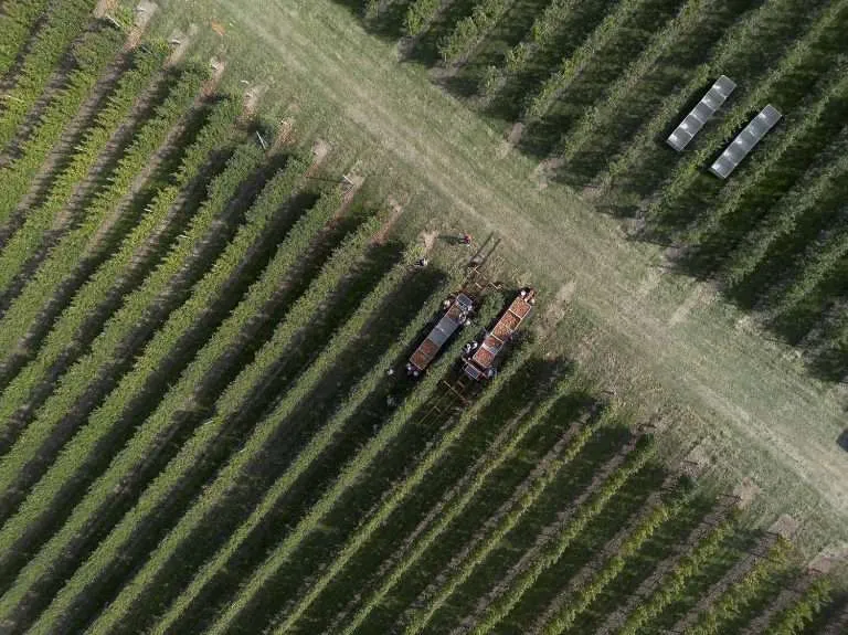 Workers harvest Honeycrisp from Huron Fruit Systems platforms at DeMarree Fruit Farm in Williamson, New York, last September. The DeMarrees leave a headland of 32 to 35 feet between blocks to accommodate the wide turning radius of the platforms. (TJ Mullinax/Good Fruit Grower)