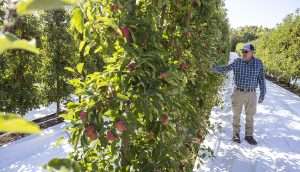 Tom DeMarree said they hedge their apple trees twice a year.