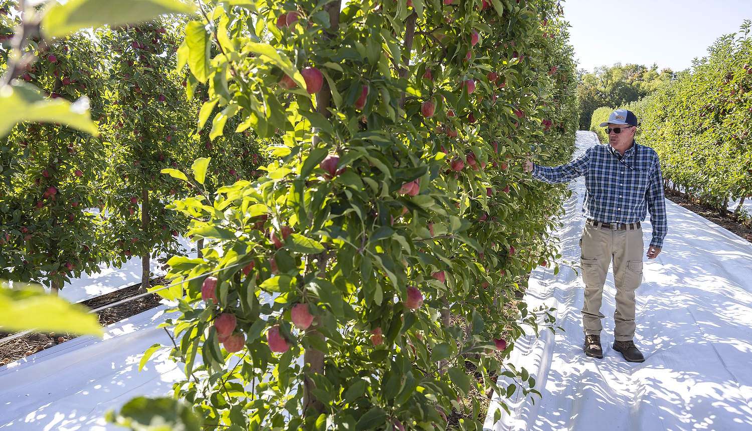 Tom DeMarree said they hedge their apple trees twice a year.