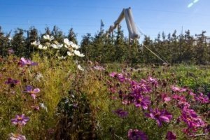 Wildflowers border an organic orchard owned by the Plath family
