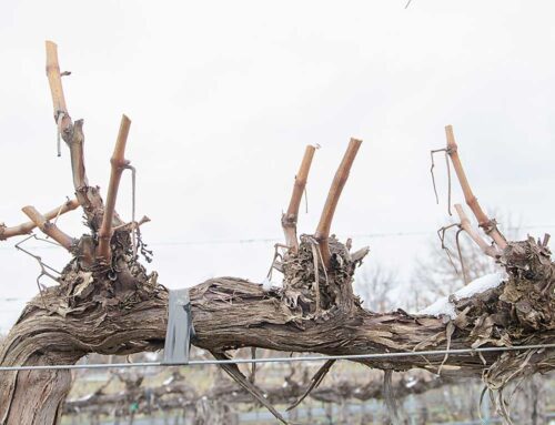 Vineyard pruning approach cut cold damage after frigid weather