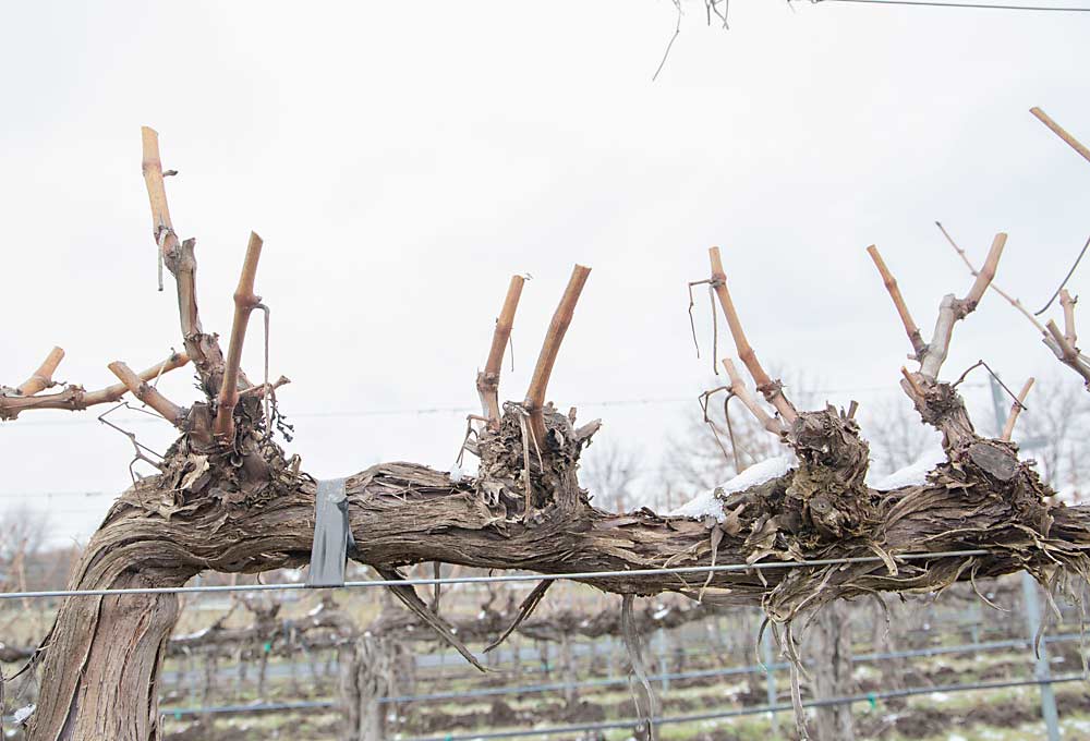 In response to a deep, prolonged winter freeze, crews at Figgins Estate Vineyard “dog ear” pruned these Cabernet Sauvignon vines, shown in February near Walla Walla, Washington, said viticulturist Jason Magnaghi. The technique left twice the spurs, and therefore double the buds, to hedge their bets against damage. (Ross Courtney/Good Fruit Grower)