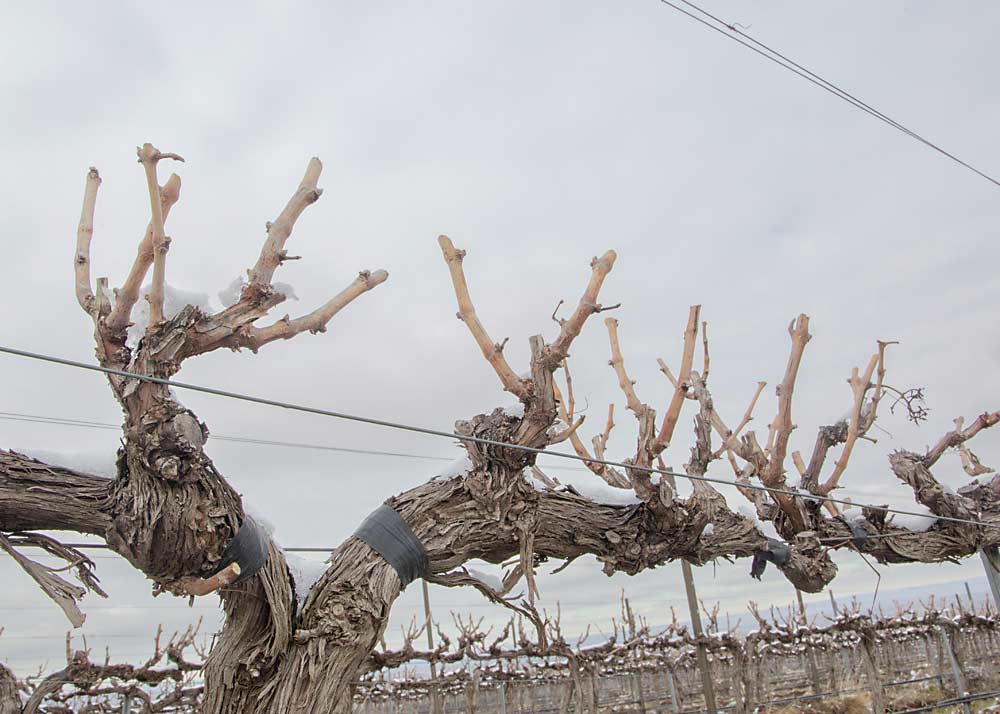 North Slope Management pruned to leave longer spurs with more buds and shoots than usual, said general manager Sadie Drury, as shown on these Carménère vines in mid-February near Walla Walla. (Ross Courtney/Good Fruit Grower)