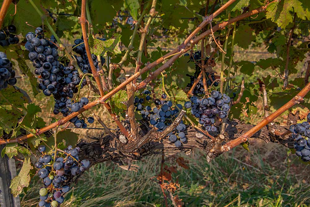 As a result, those Carménère vines yielded a full crop but a denser canopy to manage, shown in this early September photo. (Ross Courtney/Good Fruit Grower)