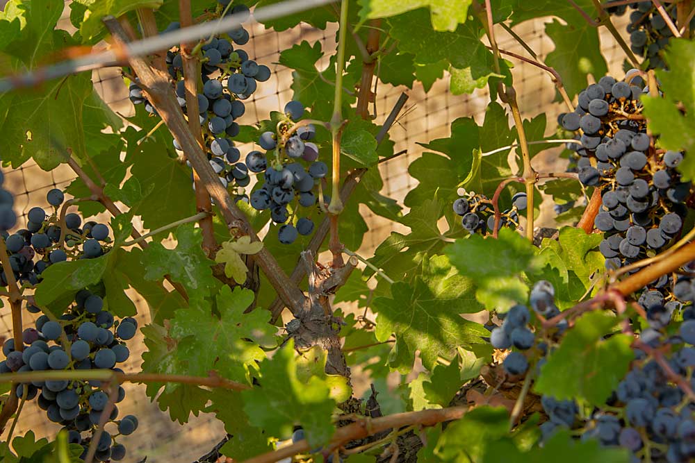 The strategy worked. Those Cabernet Sauvignon vines produced a full crop, shown in early September. The trade-off was a denser canopy with more shoots to thin, such as the two, center, that were stubbed in May when Magnaghi realized they would not be fruitful. (Ross Courtney/Good Fruit Grower)