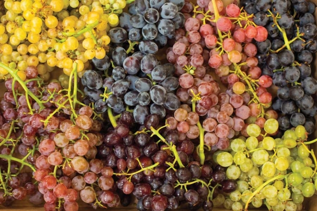 Several table grape varieties on display at the Washington State Viticulture Field Day in Prosser, Washington.<b> (TJ Mullinax/Good Fruit Grower)</b>