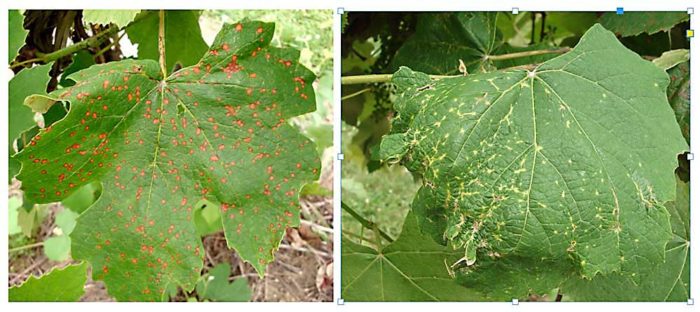 11 tips to beat grape fungal diseases – Good Fruit Grower