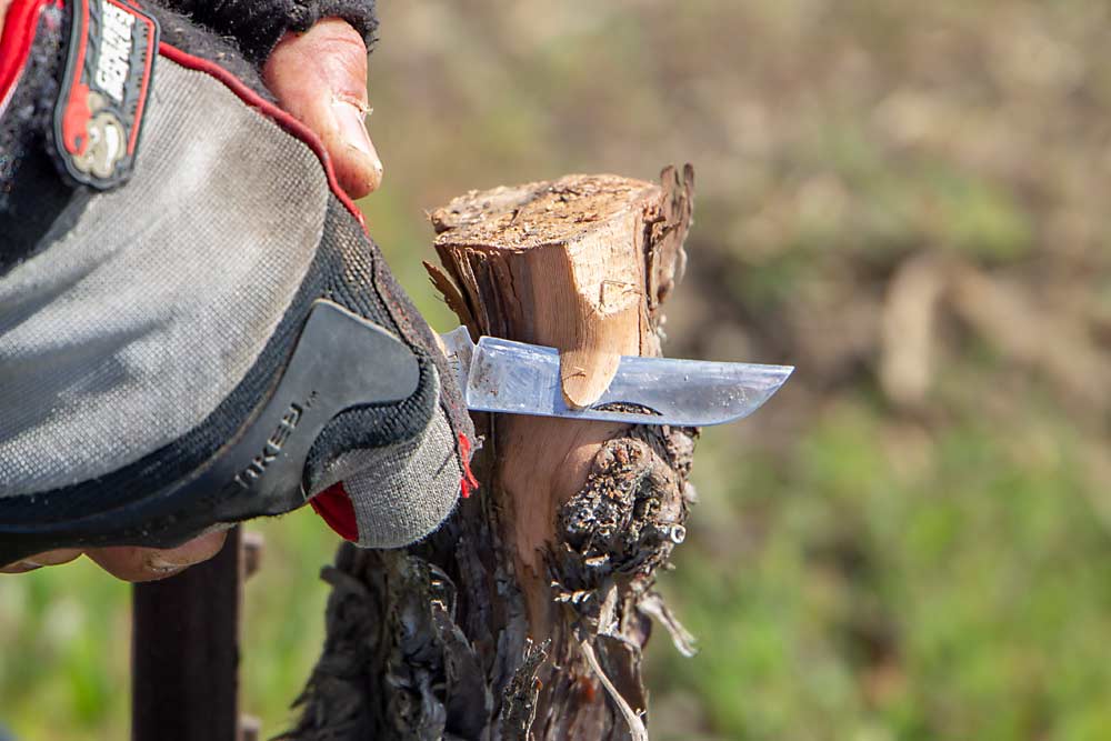 Step 1. Raul Rodriguez prepares a trunk for grafting at a vineyard south of Kennewick, Washington on April 26, 2018. A crew member first saws a clean cut off the top, then Rodriguez makes a side cut to remove the bark. (Shannon Dininny/Good Fruit Grower)